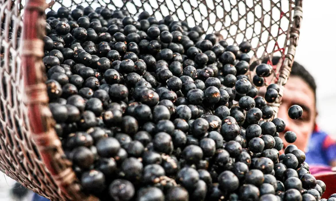 CHINA FACILITA EXPORTAÇÃO DE POLPAS DE FRUTAS CONGELADAS BRASILEIRAS